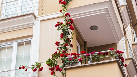 Czy róże można hodować na balkonie?
