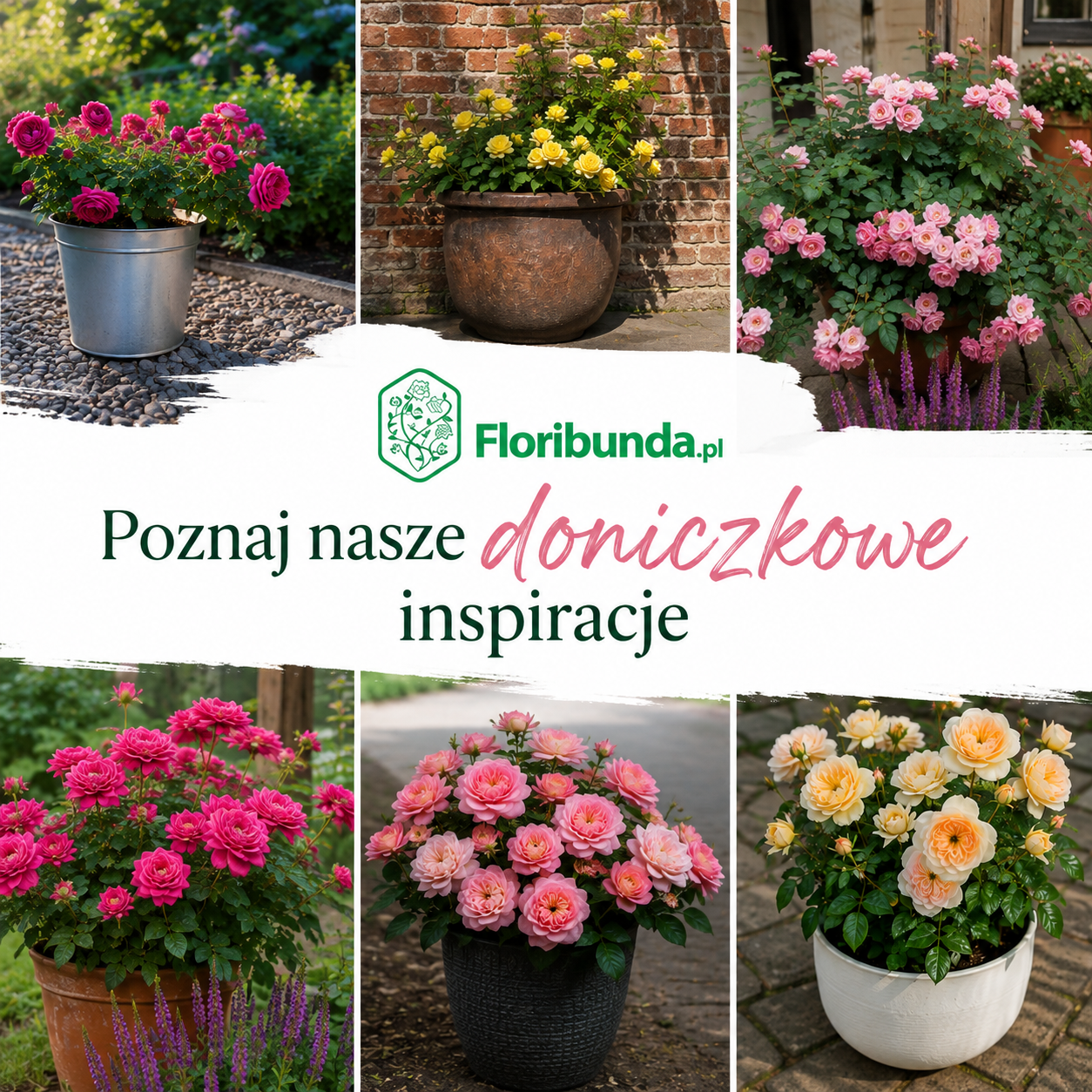 Róże w donicach przed domem – inspiracje