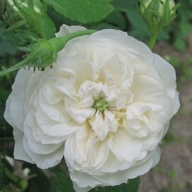 Madame Plantier