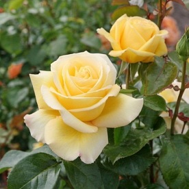 Avec Amour (TAN04341)