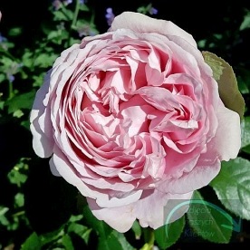 Soeur Emmanuelle-Dieter Muller(DELam)