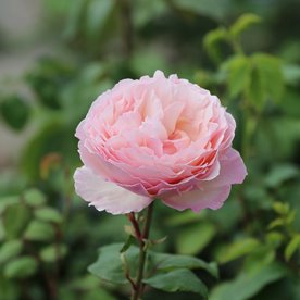 Princesse Charlene de Monaco DONICZKA