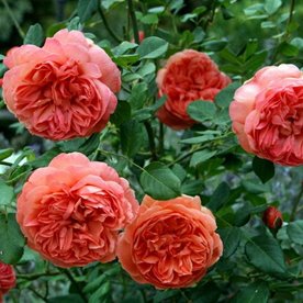 Rene Goscinny DONICZKA