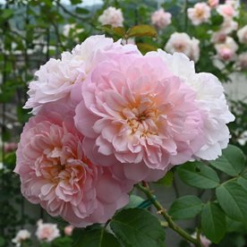 Elizabeth® DONICZKA