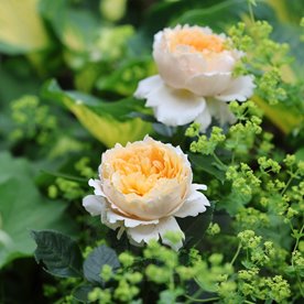 Patrick Devedjian® DONICZKA