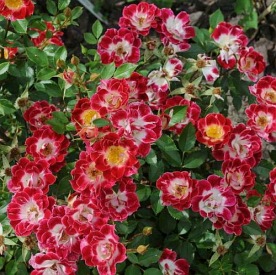 Little Artist PIENNA