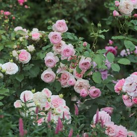 The Mill on the Floss (Austulliver) DONICZKA