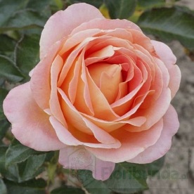 Alpine Sunset DONICZKA