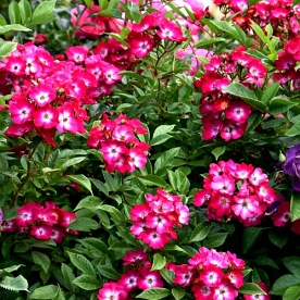 Red Ballerina DONICZKA