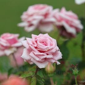 Savoy Hotel (Harvintage) DONICZKA