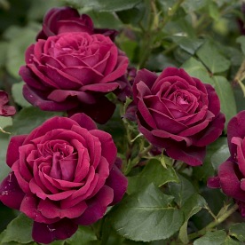 Grafin Diana® DONICZKA