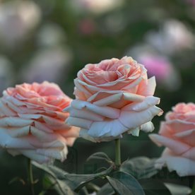 Lady Capri® DONICZKA