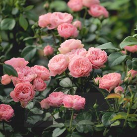 Playfull Rokoko DONICZKA