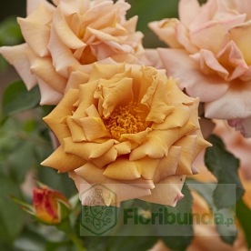 Honey Dijon (WEKsproulses) DONICZKA