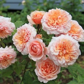 Versigny (Masversi) DONICZKA