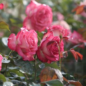 Isabelle Aubret DONICZKA