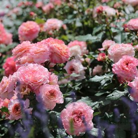 Augusta Luise DONICZKA