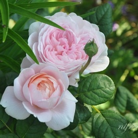 Queen of Sweden ( Austiger) DONICZKA