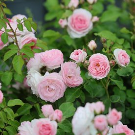 MISS GRANGER® syn. Hermiona DONICZKA