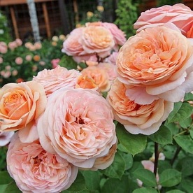 Charming Apricot DONICZKA