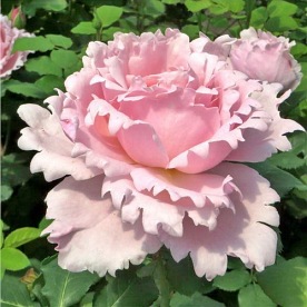 Sophie Rochas (DELroch) DONICZKA