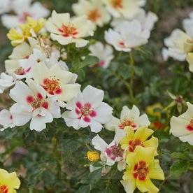 Cream Babylon Eyes DONICZKA