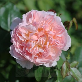 Apricot Parfait DONICZKA