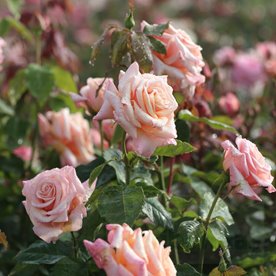 Paul Ricard  (Meinivoz) DONICZKA