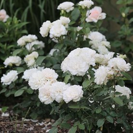 Princess of  Wales DONICZKA  (Hardinkum)