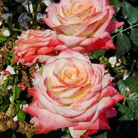 Imperatrice Farah  (Delivour) DONICZKA