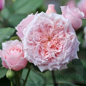 Paul Bocuse (Maspaujeu) DONICZKA