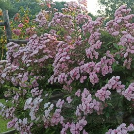 Heavenly Pink (LENnedi) DONICZKA