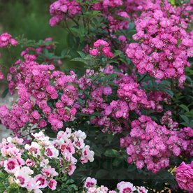 Sibelius  (LENbar) DONICZKA