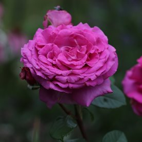 Chartreuse de Parme DONICZKA