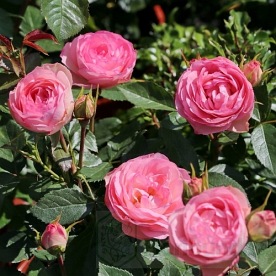 Lovely Rokoko DONICZKA