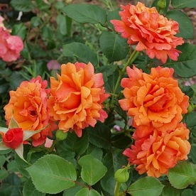 Easy Does It (Harpageant)