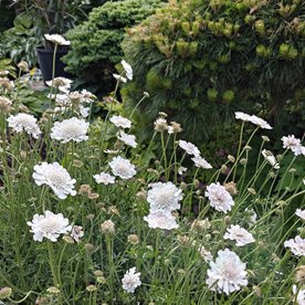 Drakiew "Kudo White"