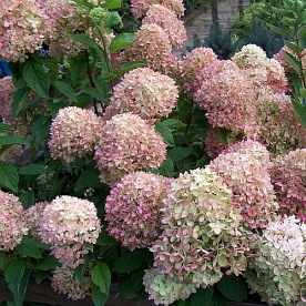 Hortensja bukietowa Early Sensation