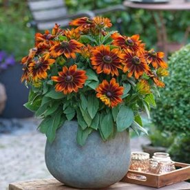 Rudbekia Sunbeckia® Sarah