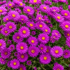 aster dumosus "Jenny"