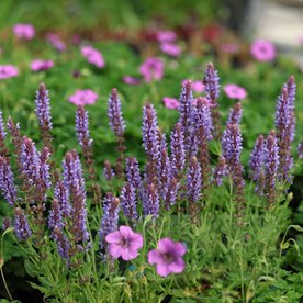 Szałwia "Salute Ice Blue "