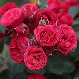 Crimson  Flower Circus