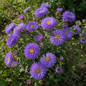 Aster nowobelgijski Marie Ballard – pełne niebieskolawendowe kwiaty