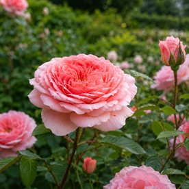 Amour de Molene®