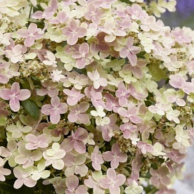 Hortensja bukietowa Polestar