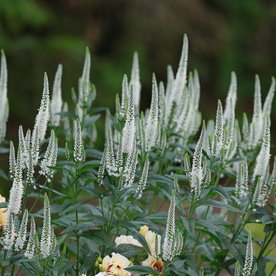 przetacznik "Melanie White"