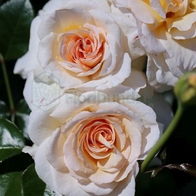 Jean-Pierre Foucault / Angie