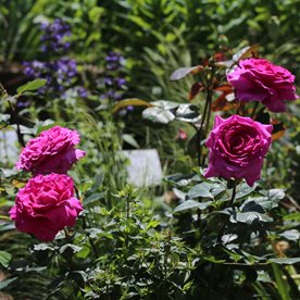 Chartreuse de Parme DONICZKA