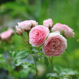 MISS GRANGER® syn. Hermiona DONICZKA