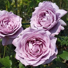 Novalis  KORfriedhar) DONICZKA